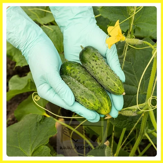 NITRYLEX GREEN PF. XS zöld púdermentes nitril kesztyű /100db